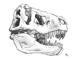 Tyrannosaurus rex Skull 1