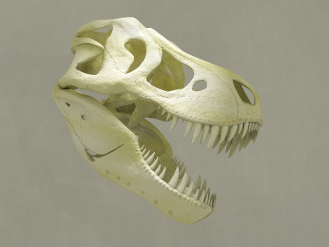 Tyrannosaurus rex Skull 2 Tyrannosaurus rex Skull 2